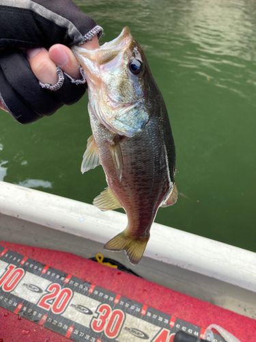 ブラックバスの釣果