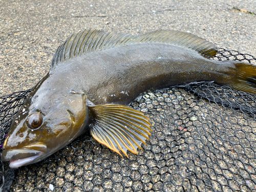 アイナメの釣果