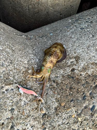 アオリイカの釣果
