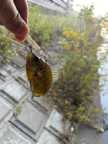 ブルーギルの釣果