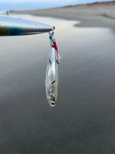 ヒイラギの釣果