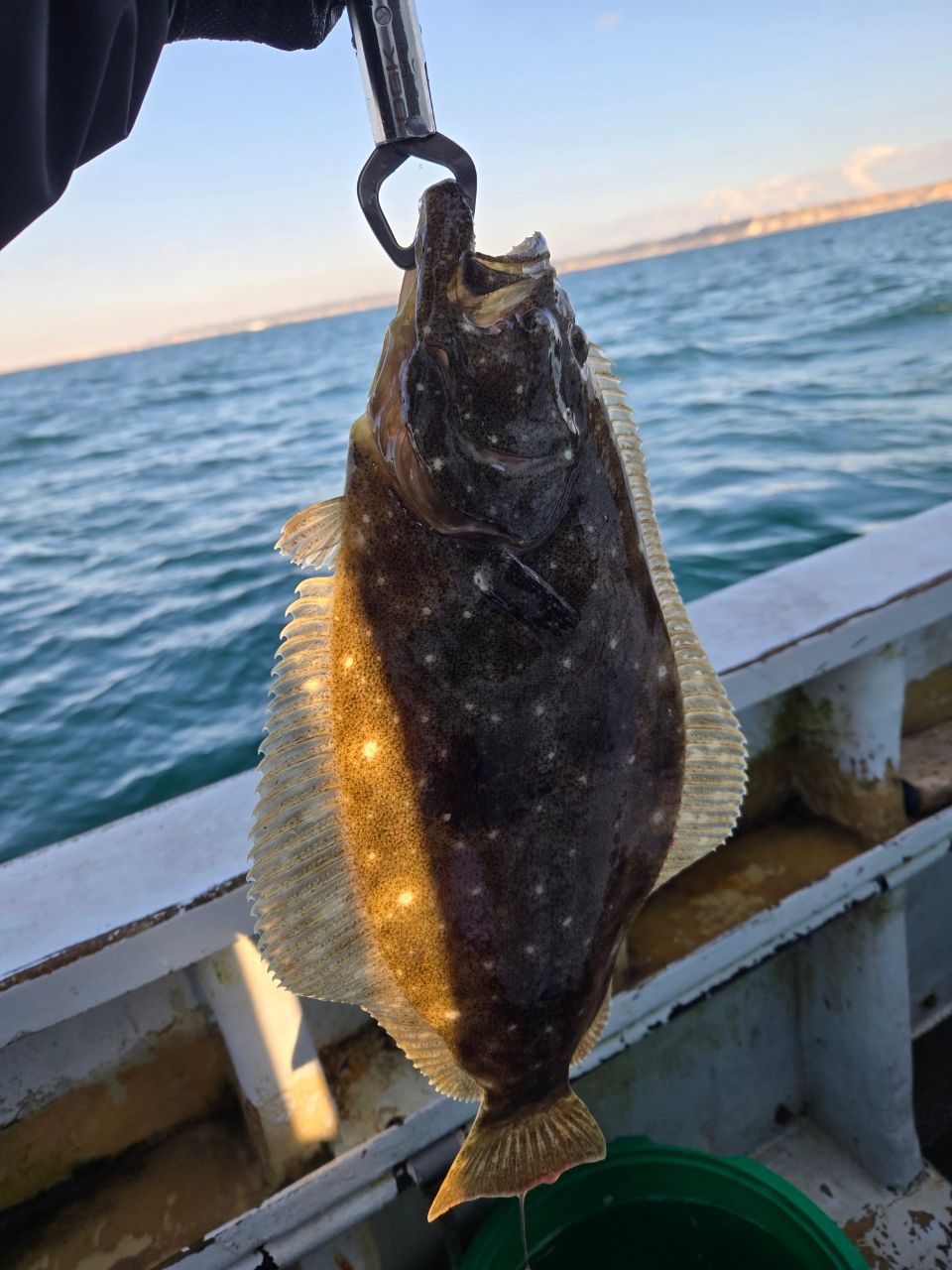 CHIYORIさんの釣果 1枚目の画像