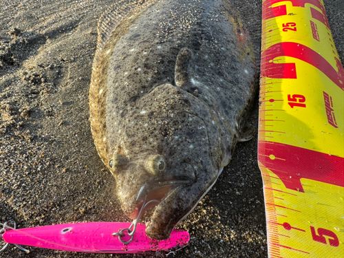 ヒラメの釣果