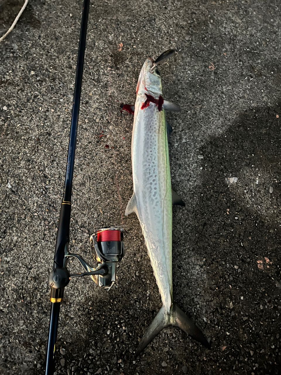 SHIMANO 23ネッサ リミテッド S110MH+の最安値・インプレ・釣果 | 本音