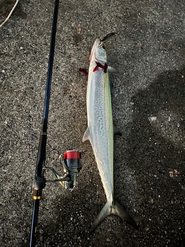 サワラの釣果