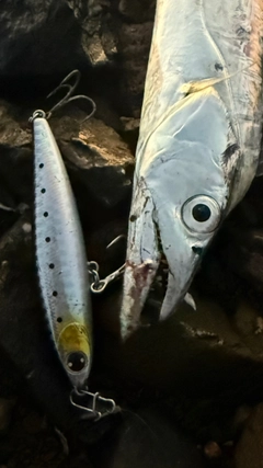 タチウオの釣果