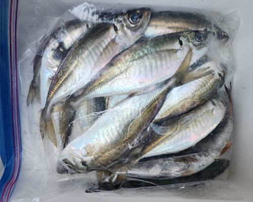 大黒ふ頭西緑地