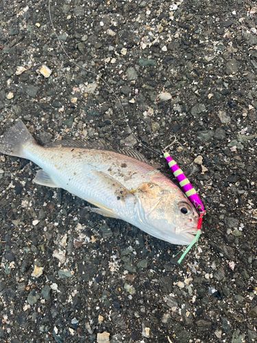 シログチの釣果