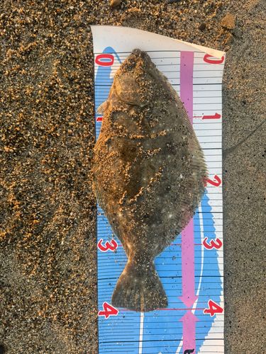 ヒラメの釣果