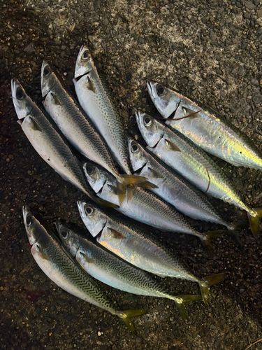 サバの釣果