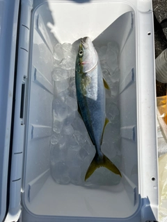 ハマチの釣果