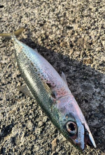 熱海港海釣り施設