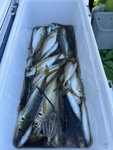 マアジの釣果