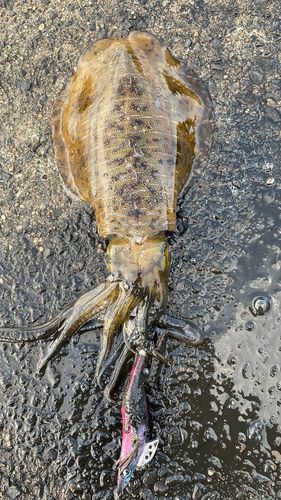 アオリイカの釣果