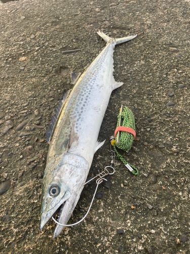 サワラの釣果