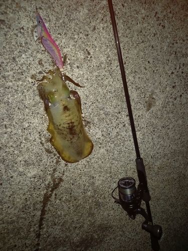 アオリイカの釣果