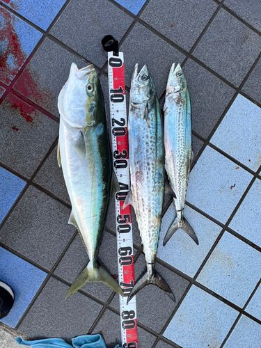 メジロの釣果