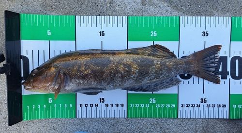 アイナメの釣果