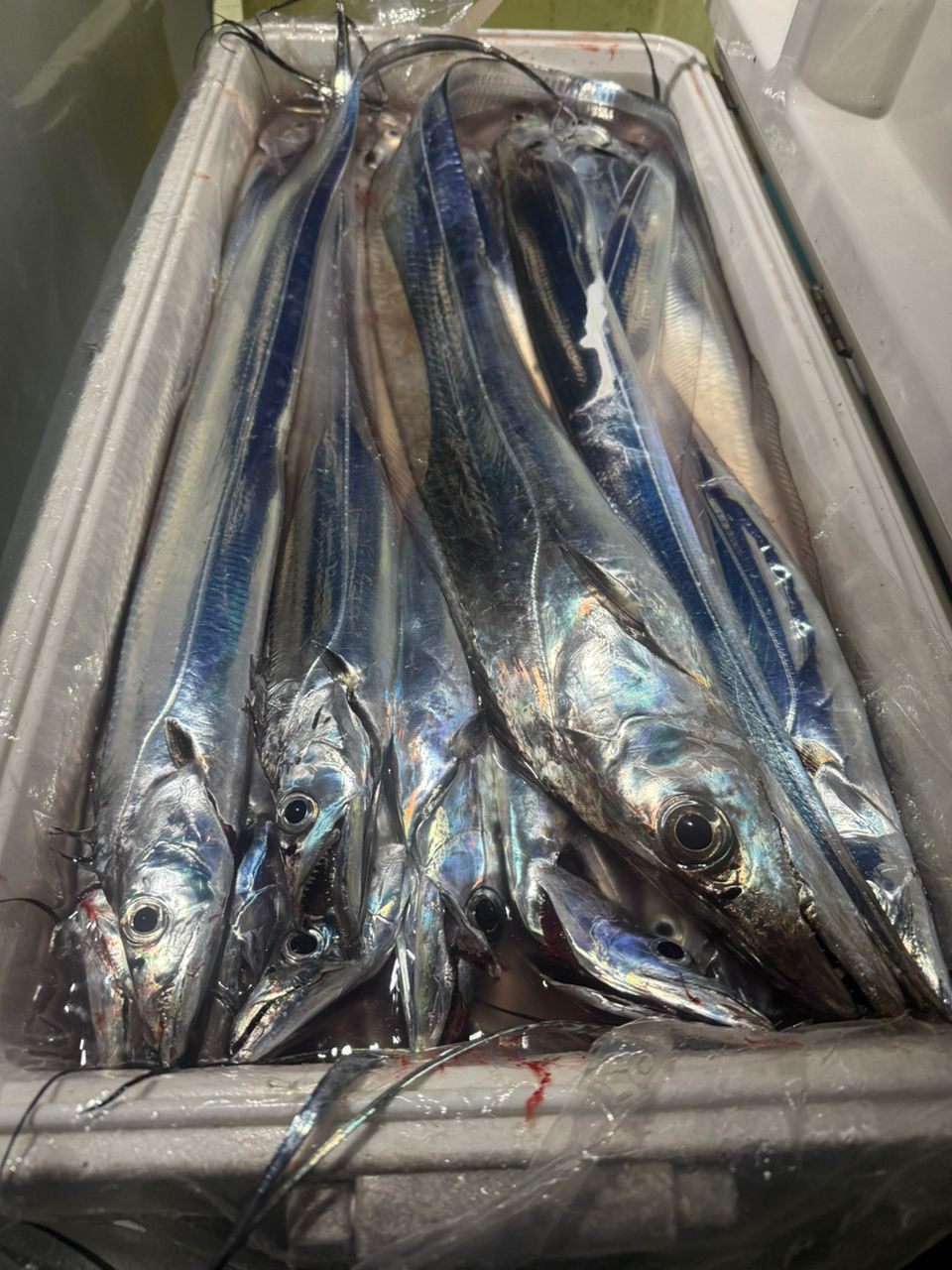 神栄丸さんの釣果 2枚目の画像