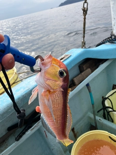 アカアマダイの釣果