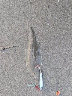 シタビラメの釣果