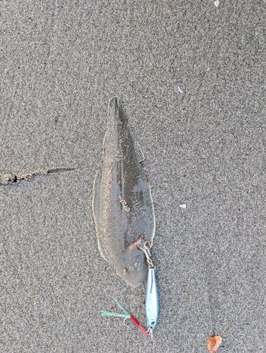 シタビラメの釣果