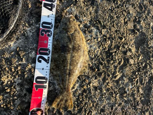ヒラメの釣果