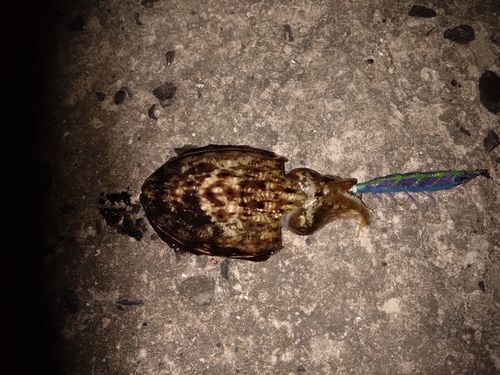 コウイカの釣果