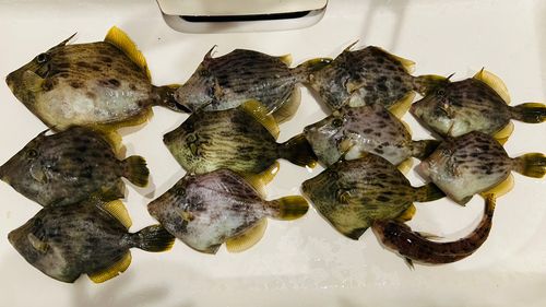 カワハギの釣果