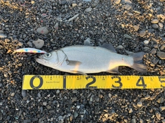 ヒラスズキの釣果