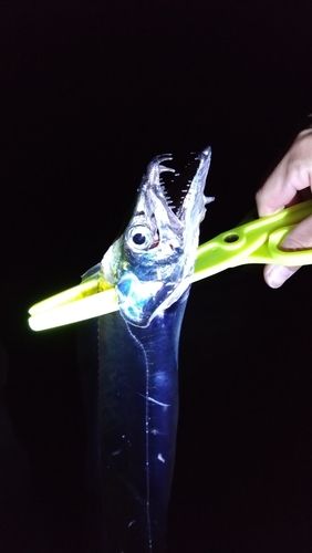 タチウオの釣果