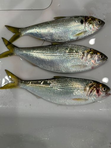 コノシロの釣果