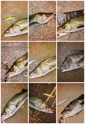 シーバスの釣果