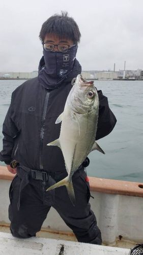 ギンガメアジの釣果