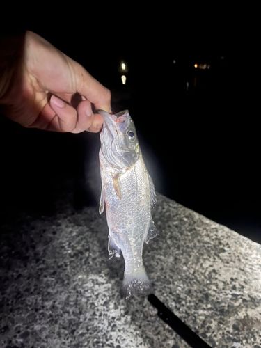 セイゴ（マルスズキ）の釣果