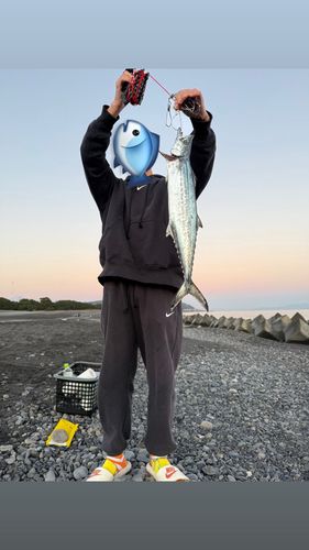 サゴシの釣果