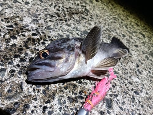 クロソイの釣果