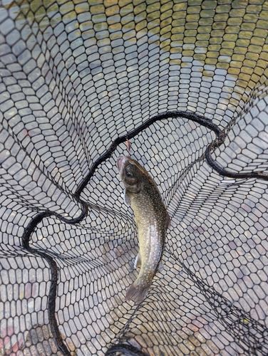 美濃フィッシングエリア