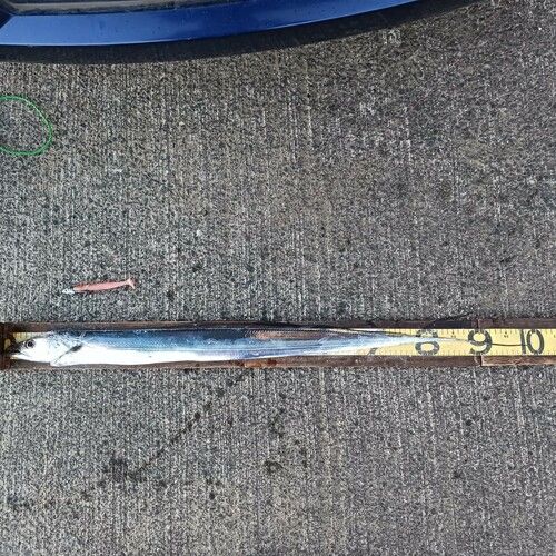 タチウオの釣果