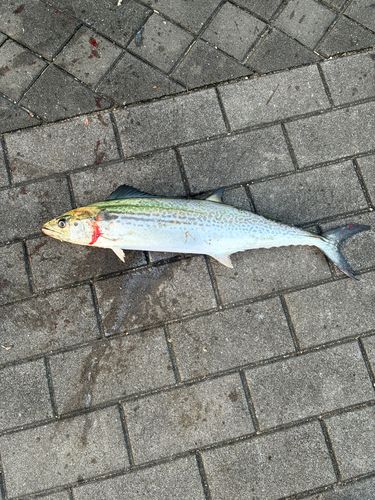 サゴシの釣果
