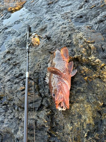オオモンハタの釣果