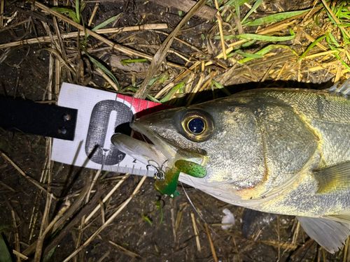 シーバスの釣果
