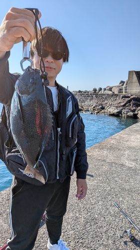 クチブトグレの釣果