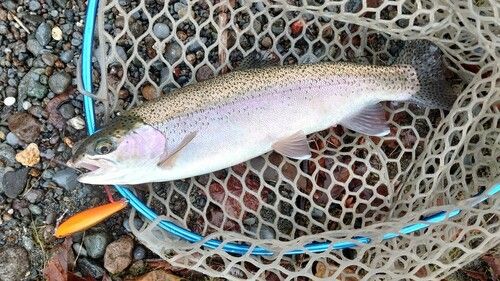 ニジマスの釣果