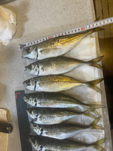 マアジの釣果
