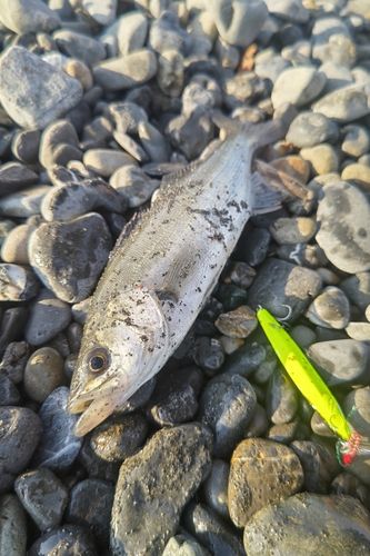 セイゴ（ヒラスズキ）の釣果