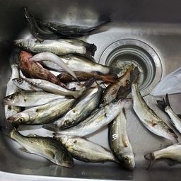 セイゴ（マルスズキ）