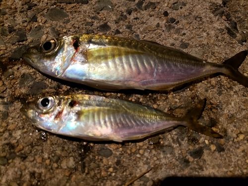 アジの釣果