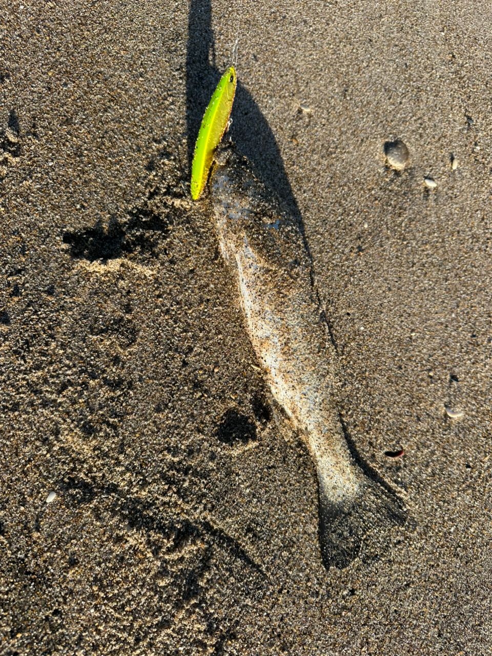 セイゴ（マルスズキ）