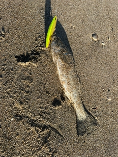 セイゴ（マルスズキ）の釣果